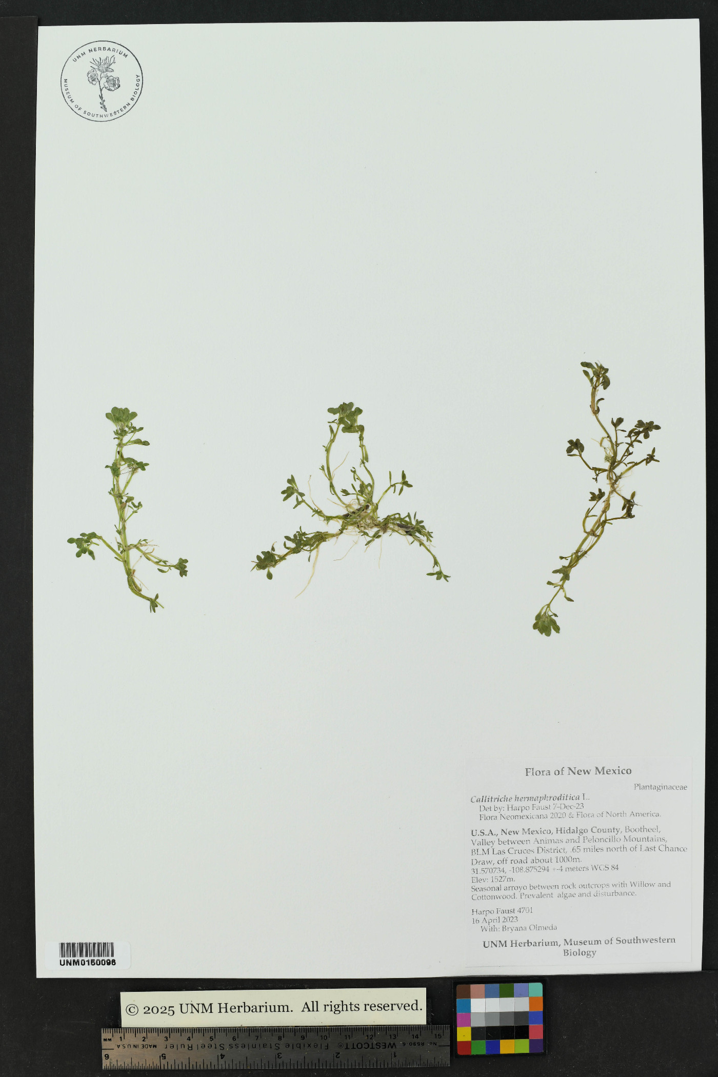 Callitriche stenoptera image