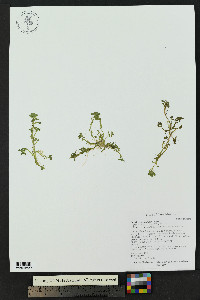 Callitriche hermaphroditica image