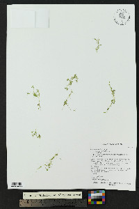 Lemna minuta image