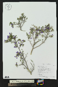 Dalea formosa image
