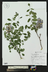Robinia neomexicana image