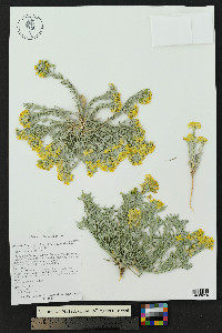 Physaria fendleri image