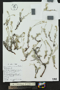 Eriogonum wrightii image