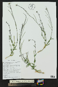 Hesperidanthus linearifolius image