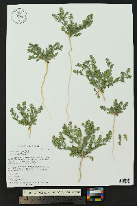 Lepidium lasiocarpum image