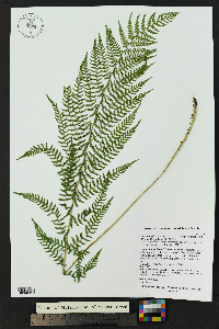 Athyrium asplenioides var. californicum image