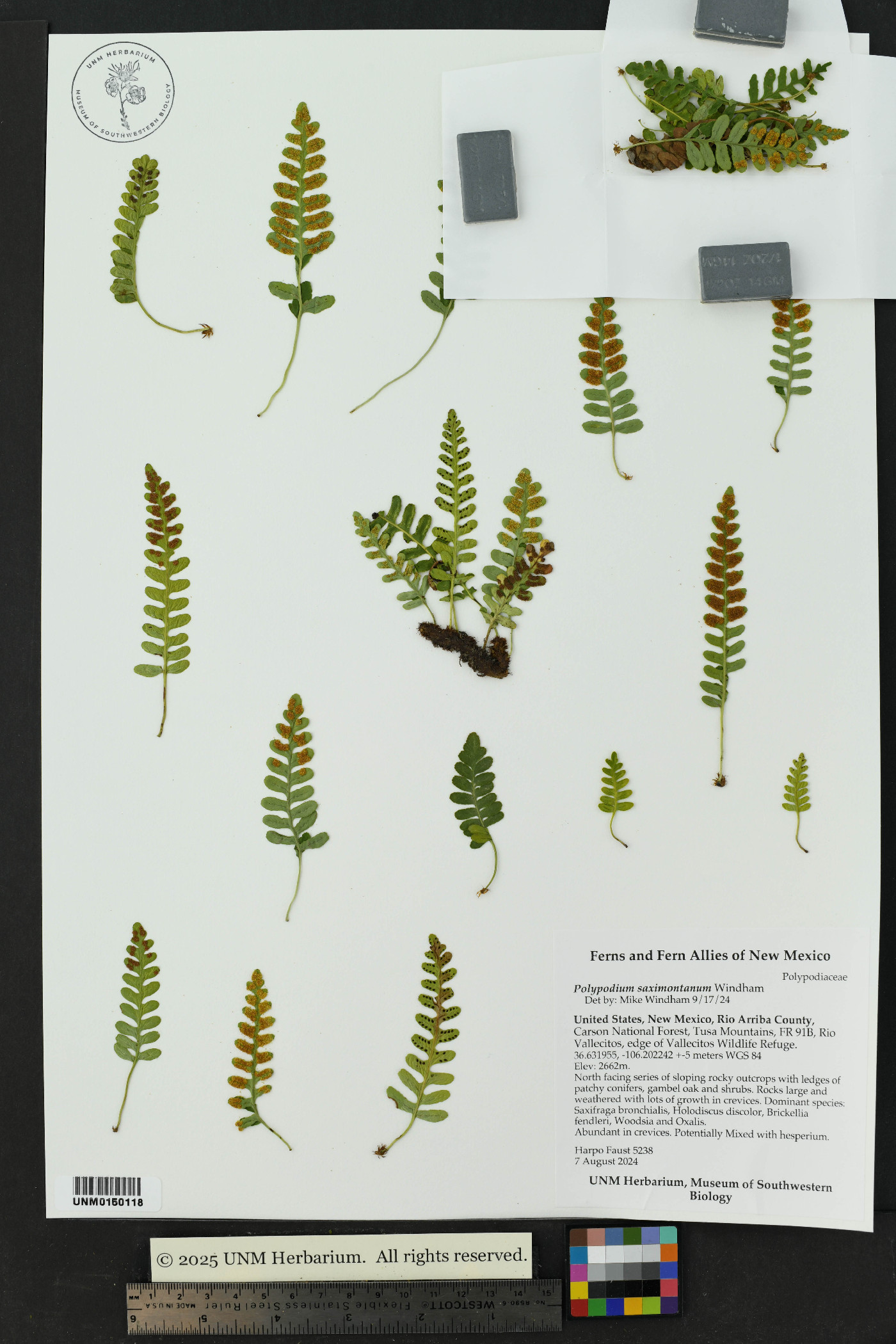 Polypodium saximontanum image