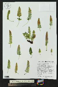 Polypodium saximontanum image