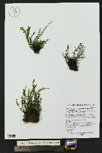 Asplenium trichomanes subsp. trichomanes image