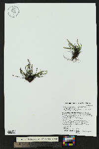 Asplenium trichomanes subsp. trichomanes image