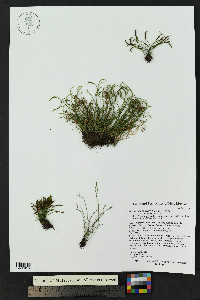 Asplenium septentrionale image
