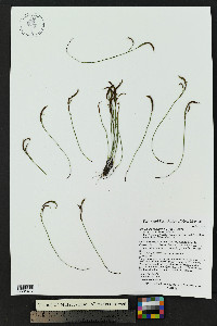 Asplenium septentrionale image