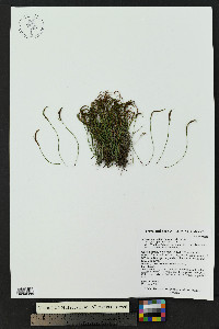 Asplenium septentrionale image
