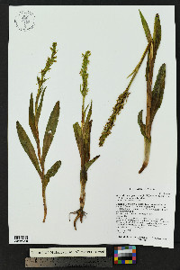 Platanthera purpurascens image