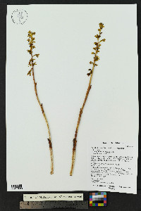 Corallorhiza striata var. vreelandii image