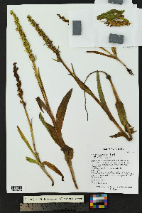 Platanthera aquilonis image