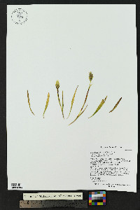 Spiranthes romanzoffiana image