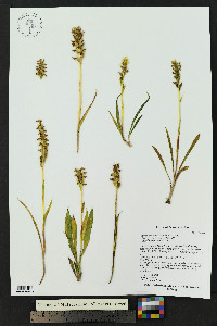 Spiranthes romanzoffiana image