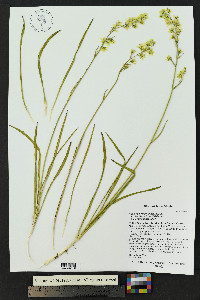 Anticlea elegans image