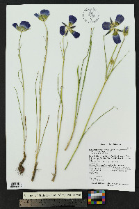 Calochortus gunnisonii image