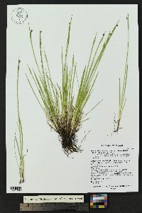 Sisyrinchium montanum image