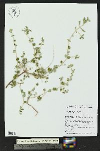 Aloysia wrightii image