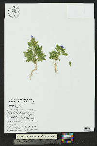 Glandularia wrightii image