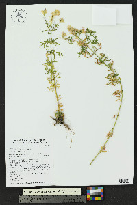 Glandularia bipinnatifida var. ciliata image