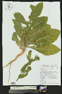 Nicotiana obtusifolia image