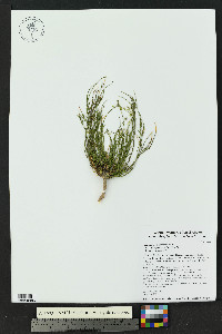 Polygala scoparioides image