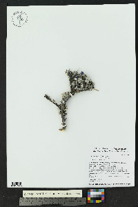 Leucophyllum minus image