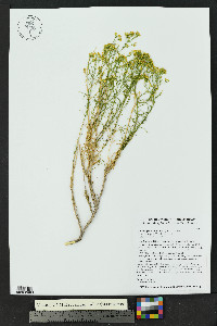 Gutierrezia microcephala image