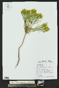 Gutierrezia microcephala image