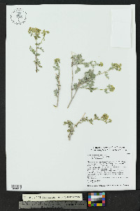 Parthenium incanum image