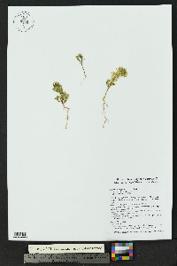Dyssodia papposa image