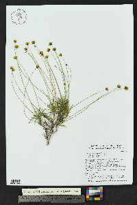 Thelesperma longipes image