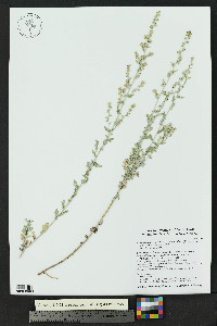 Artemisia ludoviciana subsp. albula image