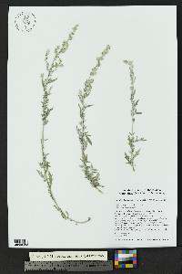 Artemisia ludoviciana var. redolens image