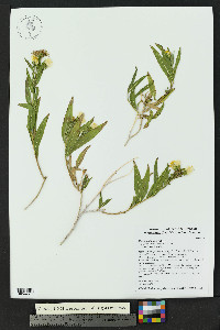 Trixis californica image