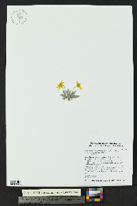 Picradeniopsis absinthifolia image