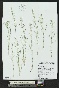 Galium wrightii image
