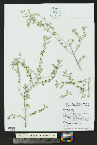 Aloysia wrightii image