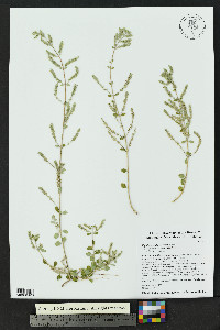 Aloysia wrightii image