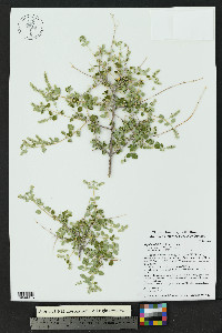 Aloysia wrightii image