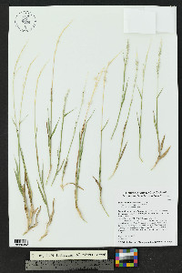 Digitaria californica image