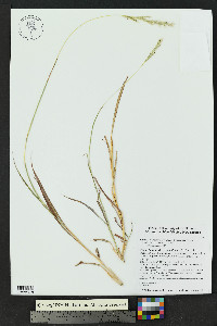 Bothriochloa laguroides image