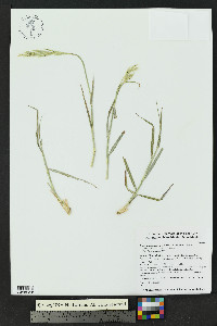 Bothriochloa laguroides image