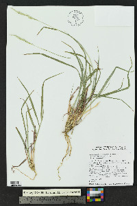 Bothriochloa laguroides image