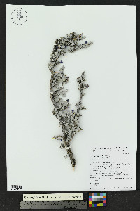Leucophyllum minus image