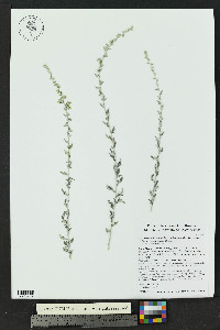 Artemisia ludoviciana subsp. albula image